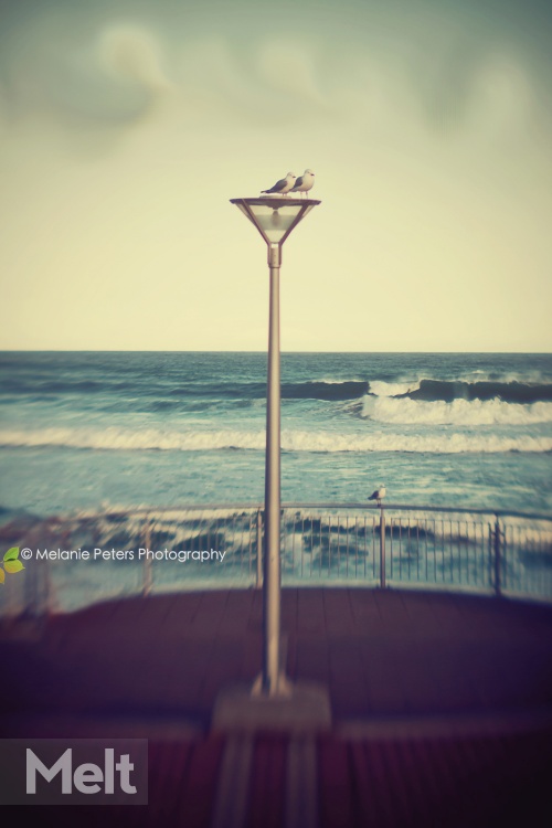 Gulls-on-lamp_2289-3RLbutleathmoseisly-cld-2shp-re2.jpg