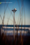 Gulls-on-lamp_2336-2-2RLwarmmshp-re2.jpg